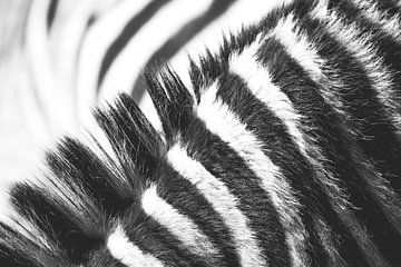 Zebra | fine-art | streifen | schwarz-weiß von Femke Ketelaar