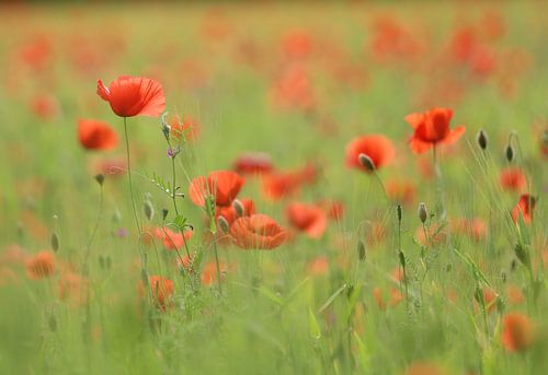 klaprozenveld in het bos / liefde voor natuur