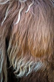 Scottish Highlander coat