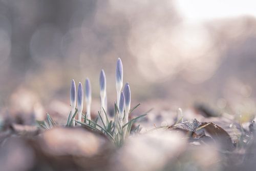 bloemen part 359