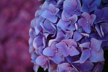 De beaux hortensias sur erikaktus gurun