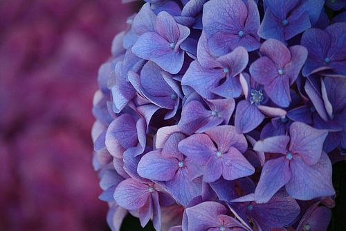 Prachtige hortensia's