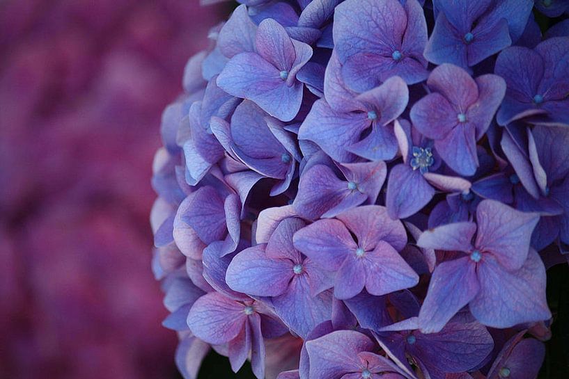 Beautiful Hydrangeas by erikaktus gurun