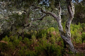 Urzeitlicher Baum in Lauriessilva auf Madeira