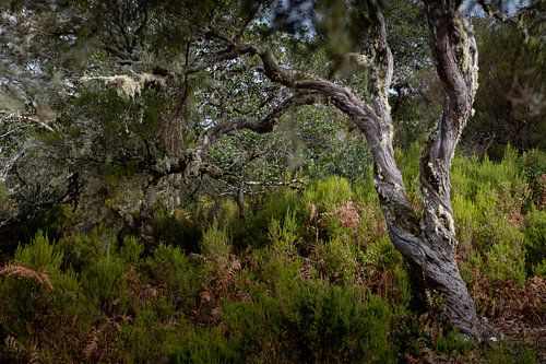 Oerboom in Laurissilva op Madeira