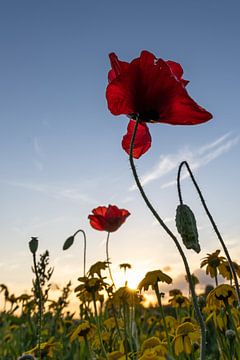 Poppy in the golden hour by Linda Raaphorst