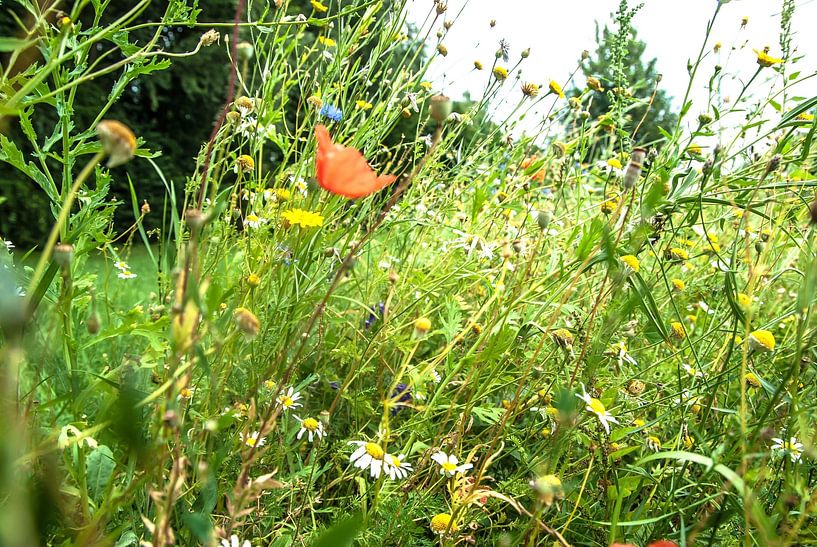 The flower meadow 2 by Norbert Sülzner