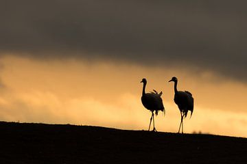 Kraanvogelpaar tegen ochtendgloren