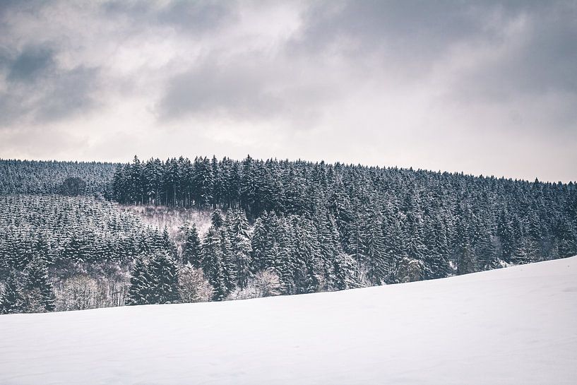 Winterlandschap met dennenbomen bedekt onder laagje sneeuw in Bütgenbach van Daan Duvillier | Regio in de Kijker