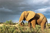Afrikaanse olifant (Loxodonta africana) in de savanne van Nature in Stock thumbnail
