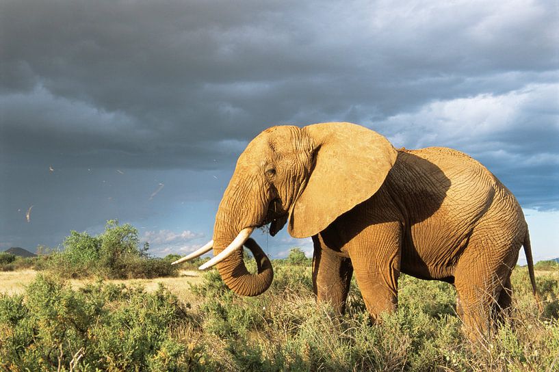 Afrikaanse olifant (Loxodonta africana) in de savanne van Nature in Stock