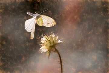 Der Schmetterling und die Blume