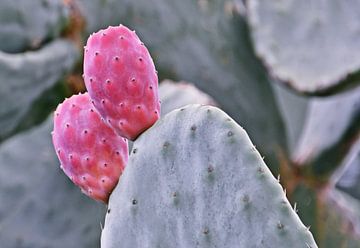 twee rode cactusvijgen op de cactus van Werner Lehmann
