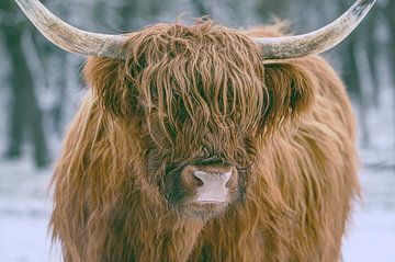 Schotse Hooglander in de sneeuw tijdens de winter