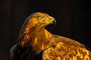 Steinadler (Aquila chrysaetos), Steinadler, Schweden.