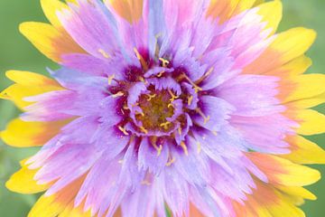 Mix van twee bloemen in vrolijke zomerse kleuren van Lisette Rijkers