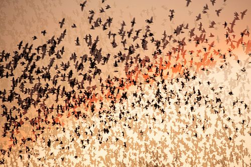 Starlings dancing at sunset