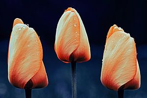 3 tulipes