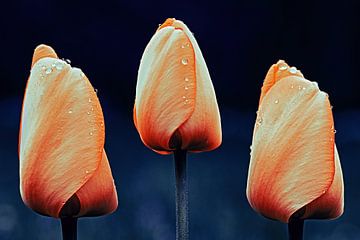 3 tulpen van Anneliese Grünwald-Märkl