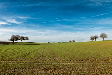 Bomen in een glooiend landschap met lange lijnen. van André Post