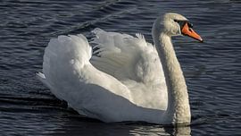 Cygne