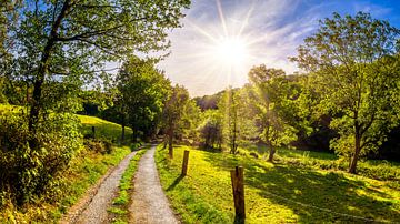 zomerlandschap