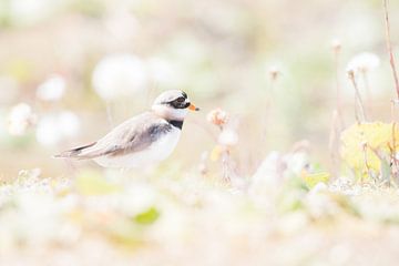 Pied-billed plover in the spring sunshine by Danny Slijfer Natuurfotografie