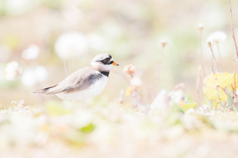 Pied-billed plover in the spring sunshine by Danny Slijfer Natuurfotografie