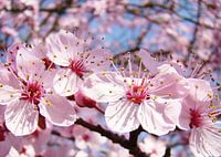 bloem