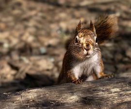 Series Squirrel