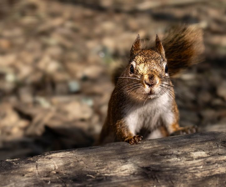 Serie Eichhörnchen von Lens_en_Dier/Vizier Fotografie
