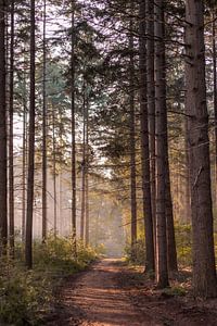 Forêt sur Tessa Dommerholt