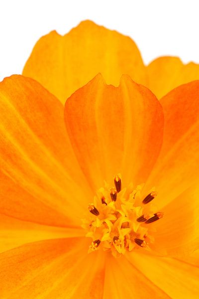 Common Marigold against a white background by Ronald Pol
