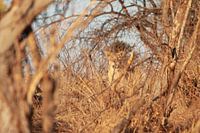 Lioness