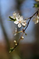 Witte bloesemtak