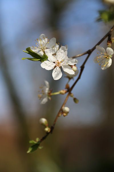 Weißer Blütenzweig von Rianne Fotografeert