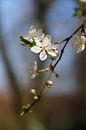 Weißer Blütenzweig von Rianne Fotografeert Miniaturansicht