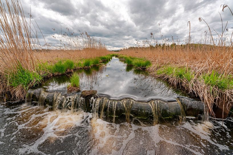 Sea of reeds with gloomy atmosphere at the Elbsee in Allgäu by Leo Schindzielorz