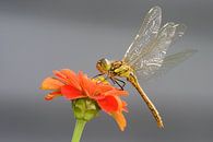 Ziegelroter Heidelibel auf Blume von Jeroen Stel Miniaturansicht