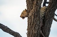 Leopard after hunt in Namibia , Africa by Patrick Groß thumbnail