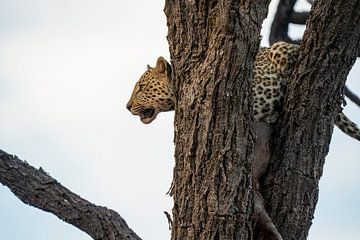 Leopard after hunt in Namibia , Africa by Patrick Groß