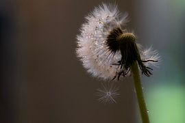 Löwenzahn von Arjo van Timmeren