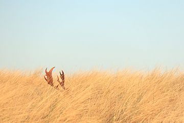 Hide and seek by Robert Flierman