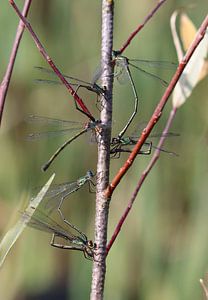 Agrion de saule commun