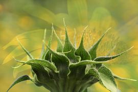 sunflowers by Caroline van Sambeeck