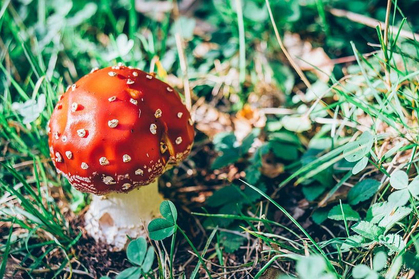 Agaric tue-mouches par Patrycja Polechonska