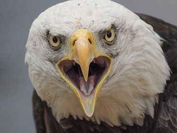 American bald eagle. ( Duke ) by Loek Lobel