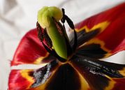 De oude tulp van Kay Weber thumbnail