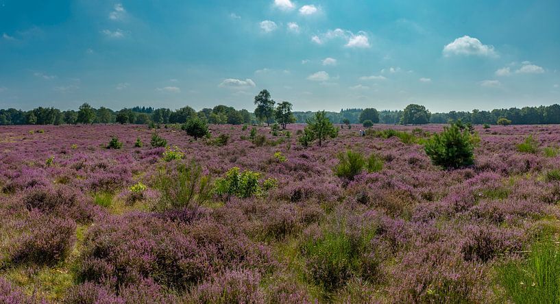 Bruyère fleurie, Réserve naturelle de Goois Westerheide, Laren, Hollande du Nord par Rene van der Meer