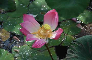 Lotus bloemen van Sylvia Schmidt